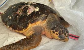 Tartaruga in difficoltà nelle acque di Porto Potenza: soccorsa dalla Guardia Costiera