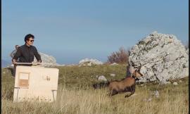 Il camoscio Vettore trova casa nel parco del Sirente Velino