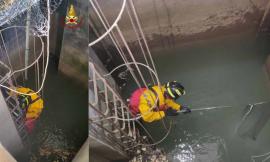 Tolentino, cadono in un pozzo di 13 metri: i vigili del fuoco salvano un cormorano e uno svasso