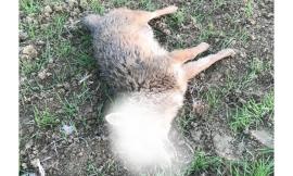 Potenza Picena, cacciatore scopre carcassa: è uno sciacallo dorato, primo ritrovamento nelle Marche