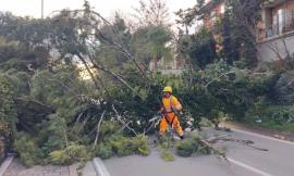 San Severino, quercia cade in mezza alla carreggiata: problemi al traffico (FOTO)