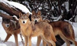 Montelupone, l'espansione del lupo in un convegno in ricordo di Franco Perco