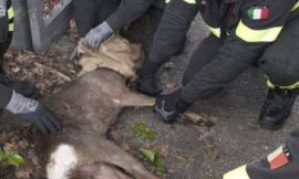 Capriolo rimane incastrato in un cancello: intervengono i vigili del fuoco