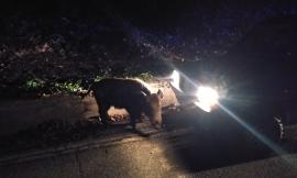 Auto contro cinghiale nella notte: muore l'animale