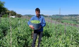 Il legume dimenticato: pisello di Montesanto certificato biodiversità regionale