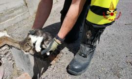 Fermo, gatto intrappolato sotto un tombino in centro: salvato dai vigili del fuoco