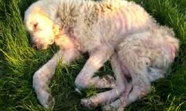 Abbandonata in azienda dopo l'alluvione: la triste storia di Iside, salvata dalle guardie zoofile