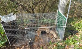 Recanati, volpe finisce nella gabbia-trappola: proprietario di un terreno nei guai