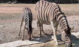 Zoo di Falconara, festa della mamma a strisce per l'arrivo del nuovo cucciolo di zebra
