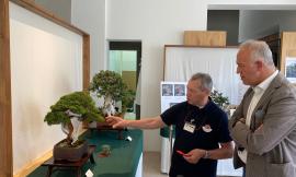 Civitanova, in partenza la seconda edizione della Mostra Bonsai: "Esemplari secolari unici"