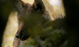 "Ogni volta che il lupo", all'Unicam l'incontro con il documentarista Marco Andreini