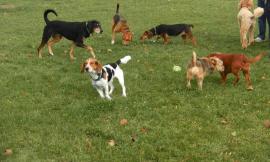 Castelraimondo, riapre lo sgambatoio per cani