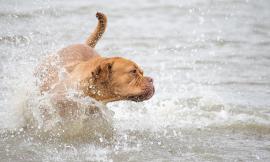 In spiaggia col cane d'estate? A Civitanova scatta il regolamento: "Divieto di accesso in acqua per gli animali"