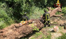 Resta schiacciato dall'albero che sta tagliando: muore un uomo