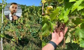 Matelica, richiesto stato di calamità per i vigneti compromessi dal maltempo: "Viticoltori in ginocchio"