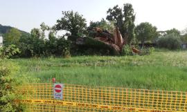 Passo di Treia dice addio alla quercia secolare di San Marco Vecchio: era un simbolo della frazione