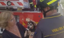 Cagnolino cade dal terrazzo: i vigili del fuoco lo recuperano