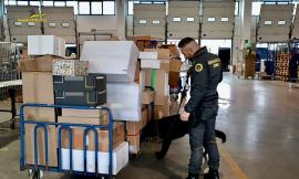 Civitanova, il cane "Edir" fiuta la droga nel magazzino: sequestrati 4 chili di marijuana