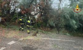 Maltempo Marche, 80 gli interventi dei vigili del fuoco nella notte: oggi l'allerta passa a gialla