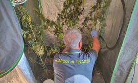 Urbisaglia, i finanzieri scoprono una serra di marijuana in un casolare: nei guai un uomo