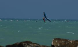 Civitanova, fenicotteri volano sfiorando l'acqua del mare: spettacolo sul lungomare nord (FOTO)