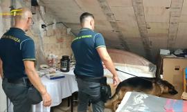 Civitanova, non si sfugge al fiuto del cane della Finanza: due 18enni e un 22enne trovati con la droga