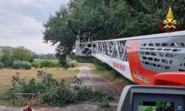 Macerata, rami pericolanti in contrada San Claudio: la strada resta chiusa