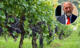 Lotta alla peronospora della vite, Antonini: "Dal 18 settembre possibili le segnalazioni di danno"