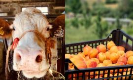 Attrarre gli under 41 in agricoltura: la regione Marche investe 22 milioni di euro