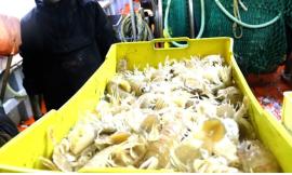 Civitanova, come riconoscere il pesce fresco: segreti e ricette svelati con "Lezioni di mare"
