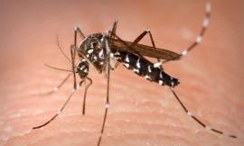 Tolentino intensifica lotta alle zanzare: installate 14 ovitrappole per il monitoraggio “hot-spot”