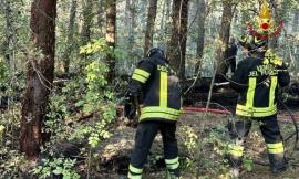Vasto incendio in un sottobosco: in fiamme un'area di 10mila metri quadrati