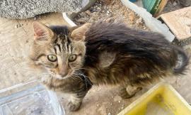 Abbandona quattro gatti sul balcone: indagato il detentore per maltrattamenti