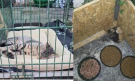 "Gattini appena nati abbandonati al cimitero di Macerata": la denuncia dell'associazione Argo