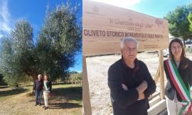 L'olivo più antico del Maceratese è a Potenza Picena: una pianta di 232 anni nell'azienda di Giordano Giampaoli