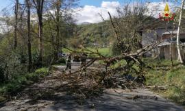 Maltempo, entroterra sferzato dal vento. A Serravalle uomo colpito da un ramo: trasferito a Torrette