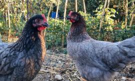Morrovalle, il vento distrugge un pollaio: lanciata una raccolta fondi