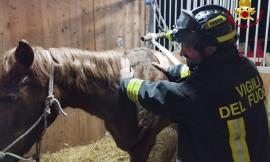 Cavalla si accascia nel suo box e non riesce a rialzarsi: ci pensano i vigili del fuoco ad aiutarla
