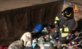 Cane finisce in un container e resta intrappolato: liberato dai vigili del fuoco (VIDEO)