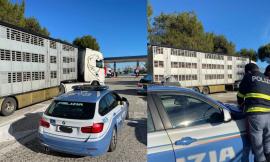 Dal Belgio a Civitanova, oltre 160 maiali stipati in un tir e senz'acqua: maxi multa per il conducente