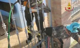 Treia, cane resta bloccato tra le sbarre della recinzione: liberato dai vigili del fuoco