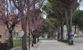 Tolentino, autorizzato l'abbattimento di 4 pini vicino alla scuola Lucatelli: "Erano pericolosi"