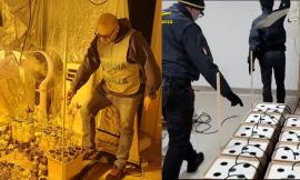 Civitanova, sequestrati 850 grammi e 216 piantine di marijuana: 31enne agli arresti domiciliari