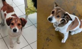 Cane smarrito a Porto Sant'Elpidio: i proprietari chiedono aiuto per ritrovare Sheldon