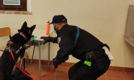 Spaccio di droga, unità cinofile nelle scuole di Macerata: controlli a tappeto