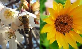 "Salviamo le api e la biodiversità": in arrivo un convegno al Piermarini di Matelica