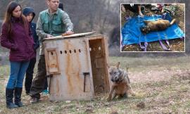 Una grave forma di rogna le fa perdere tutto il pelo: la lupa "Sibilla" torna in libertà dopo le cure