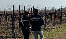 Caporalato nel Maceratese: in un anno denunciati otto imprenditori, oltre 80 i lavoratori sfruttati