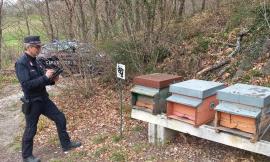 Falso miele di acacia, sequestrato un lotto nel Maceratese