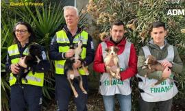 Trenta cani ammassati in auto e importati illegalmente: tratti in salvo dalla Guardia di Finanza